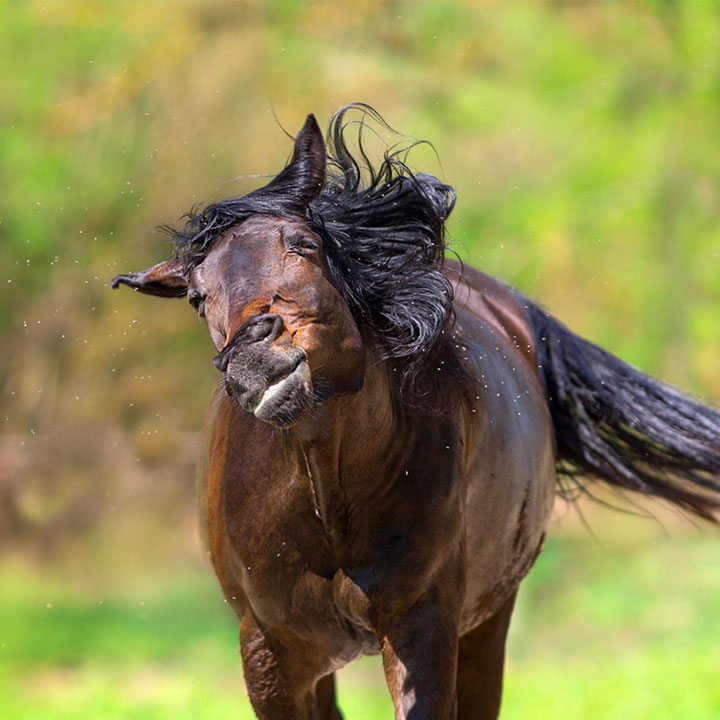 Hvornår er det sæson for insekter?
