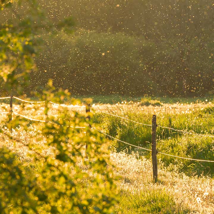 Hvornår stikker insekter?
