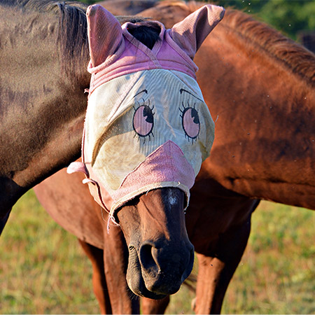 Hvordan anvendes Centaura?