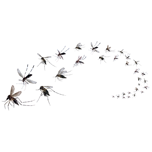 Hvilke insekter beskytter Centaura mod?